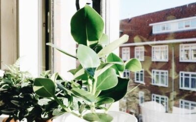 Met Ogreen haal je de zuiverende werking van de natuur in huis