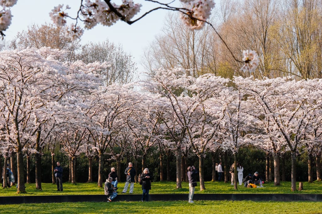 Bloesempark Amsterdamse Bos - Bloesempark Amstelveen 2026: kersenbloesem in het Amsterdamse Bos.