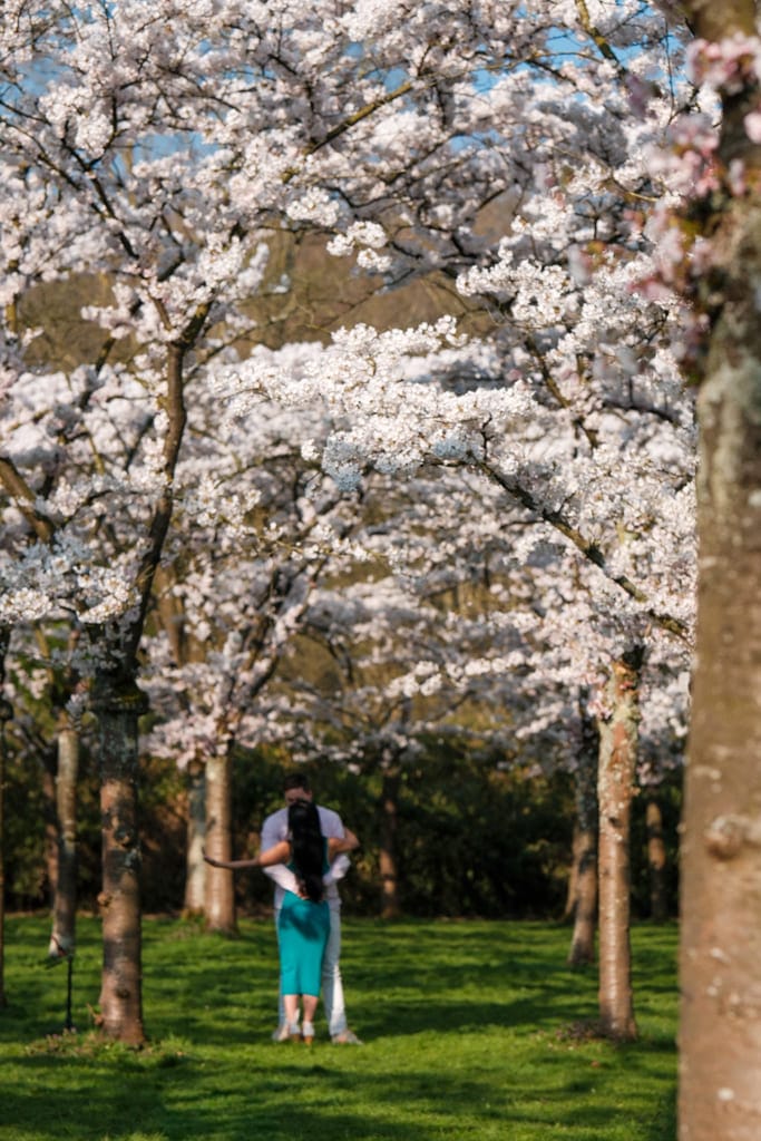 Bloesempark Amsterdamse Bos 3 - Bloesempark Amstelveen 2026: kersenbloesem in het Amsterdamse Bos.