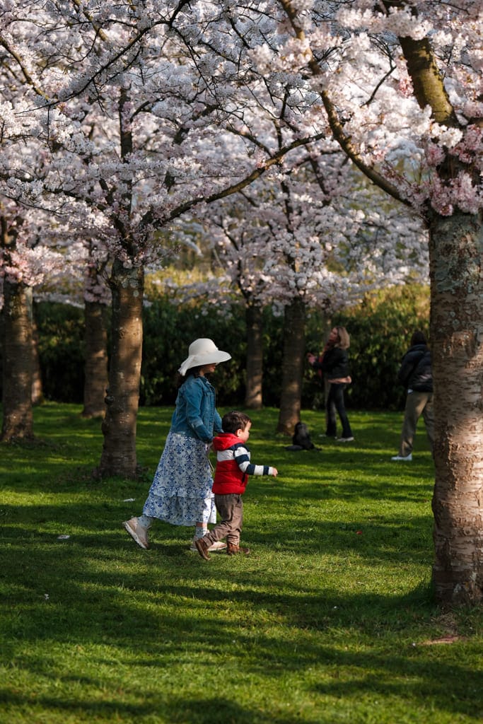 Bloesempark Amsterdamse Bos 4 - Bloesempark Amstelveen 2026: kersenbloesem in het Amsterdamse Bos.