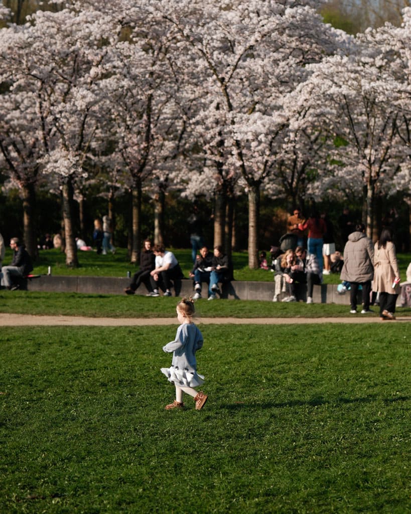 Bloesempark Amsterdamse Bos 5 - Bloesempark Amstelveen 2026: kersenbloesem in het Amsterdamse Bos.