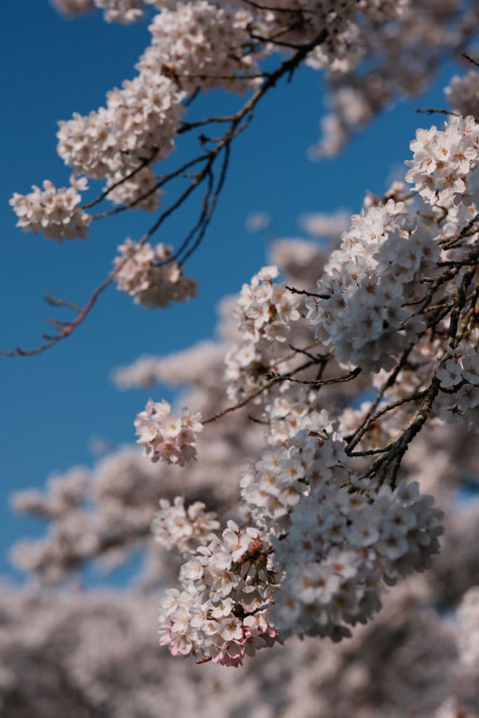 Bloesempark Amsterdamse Bos 6 - Bloesempark Amstelveen 2026: kersenbloesem in het Amsterdamse Bos.