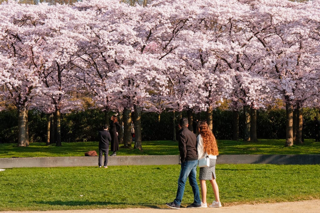 Bloesempark Amsterdamse Bos - Bloesempark Amstelveen 2026: kersenbloesem in het Amsterdamse Bos.
