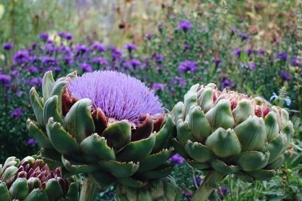 Tuin Museum Voorlinden