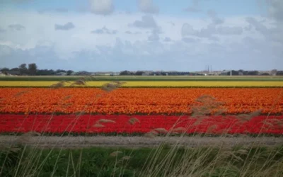 Leuke tips om te doen in Julianadorp aan Zee