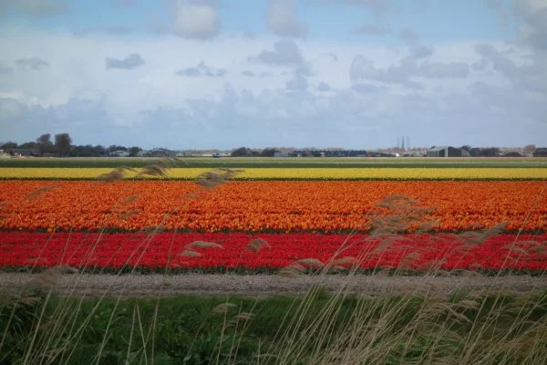 tulpenvelden julianadorp noord holland e1493568489249.jpg - Leuke tips om te doen in Julianadorp aan Zee
