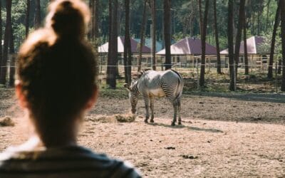 REVIEW: verblijf in het Safari Resort Beekse Bergen