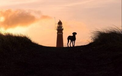 5 Tips om te doen op waddeneiland Schiermonnikoog