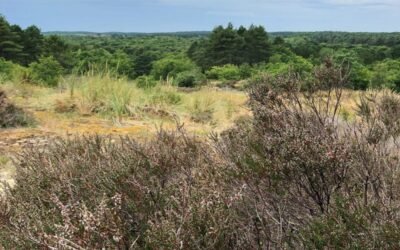 Een vakantie naar bijzonder Bergen (aan Zee)