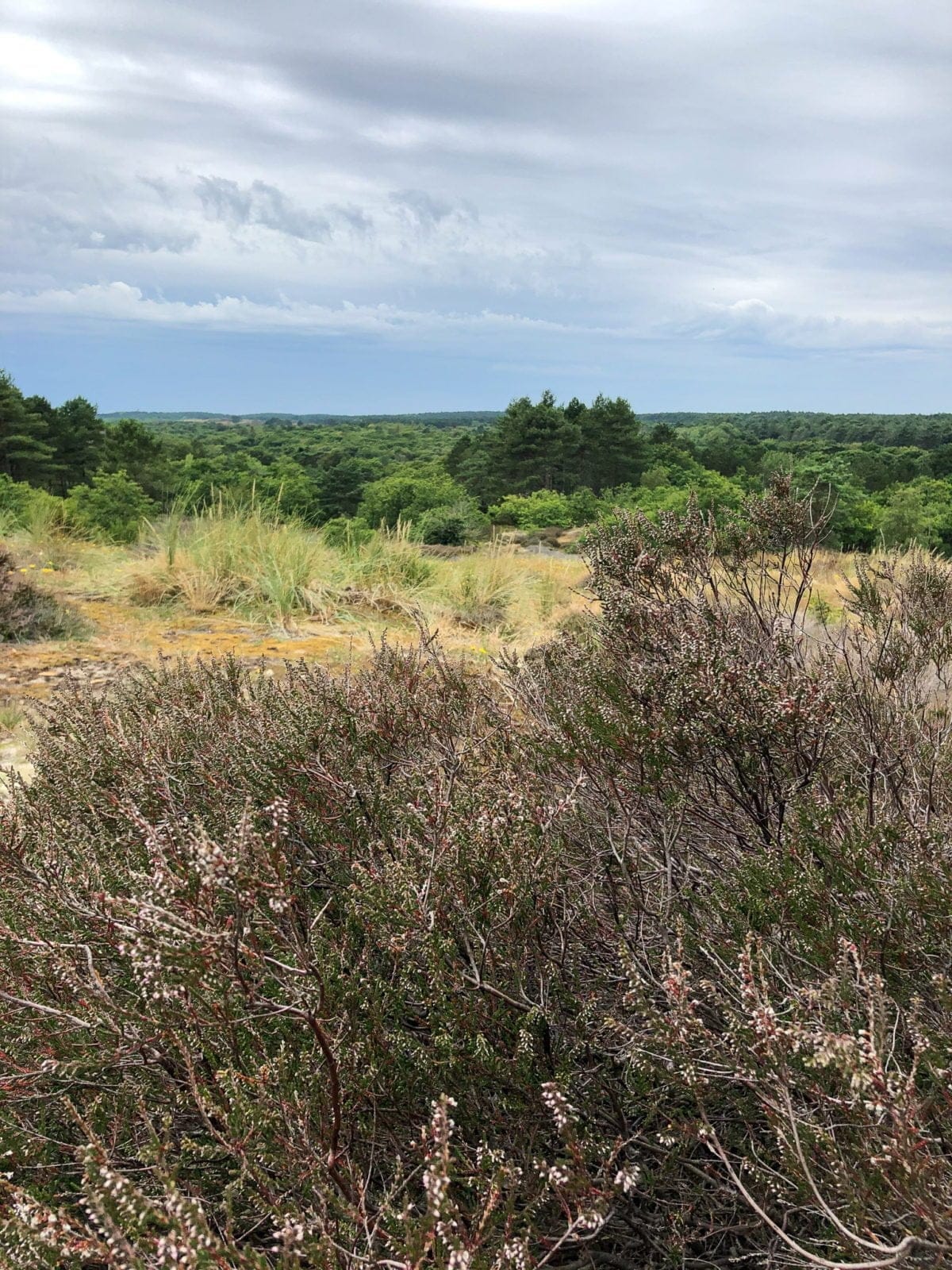 schoorlse-duinen-vakantie-bergen aan zee