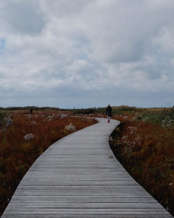 Vogelkijkhut op Marker Wadden