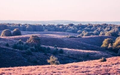 Heide in bloei zien in Nederland; hoe, wat en waar?