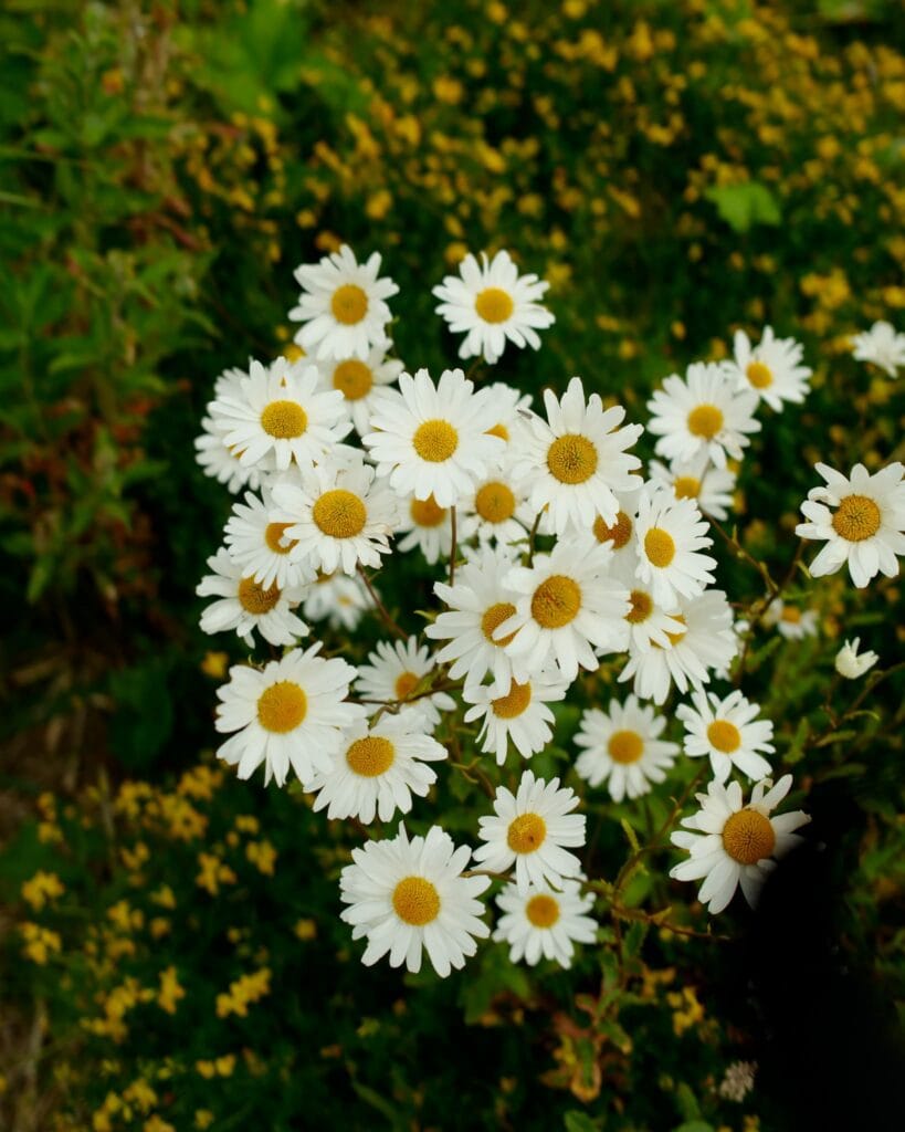 Marker Wadden in bloei - Nationaal Park Nieuw Land - De Marker Wadden