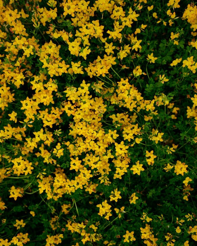 Marker Wadden in bloei. - Nationaal Park Nieuw Land - De Marker Wadden