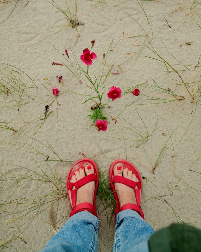 Wilde Anjers op Marker Wadden - Nationaal Park Nieuw Land - De Marker Wadden
