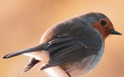 Lens review; de FUJIFILM XF100-400mm SUPERZOOM