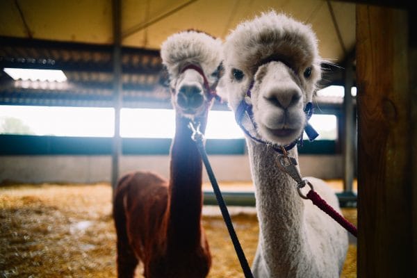 DSC 7031 e1591552965720 - 5 x Uniek overnachten in Noord- Brabant