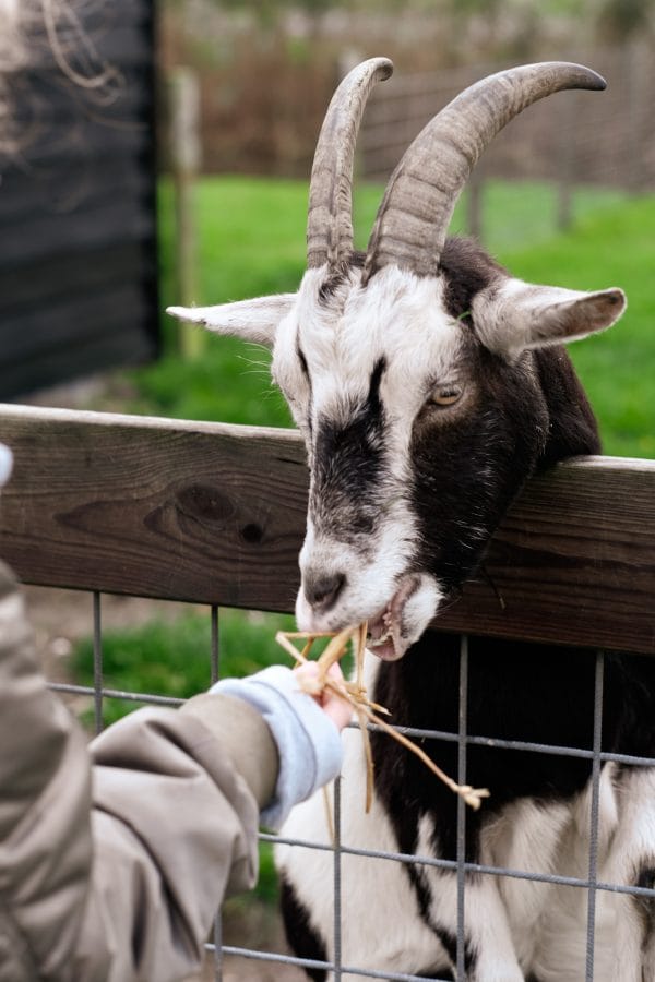 BB Tulpen en Zo Julianadorp Geitje e1667311884195 - Leuke plekken om te overnachten in Noord-Holland