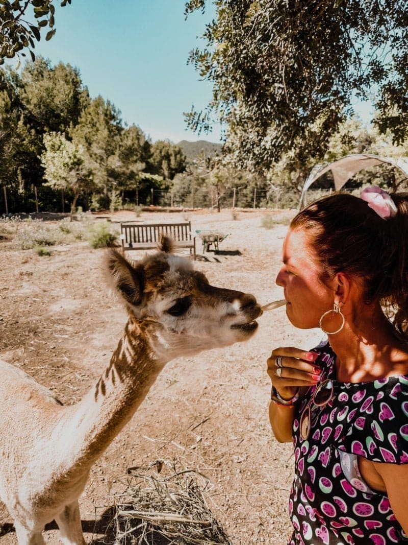 Es Curalls Alpaca’s op Ibiza