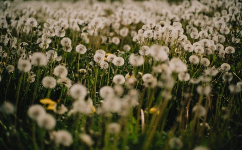 Meivakantie Franse Ardennen