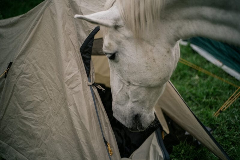 Kamperen tussen de paarden