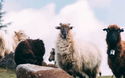 Bijzondere schapen spotten in Europa