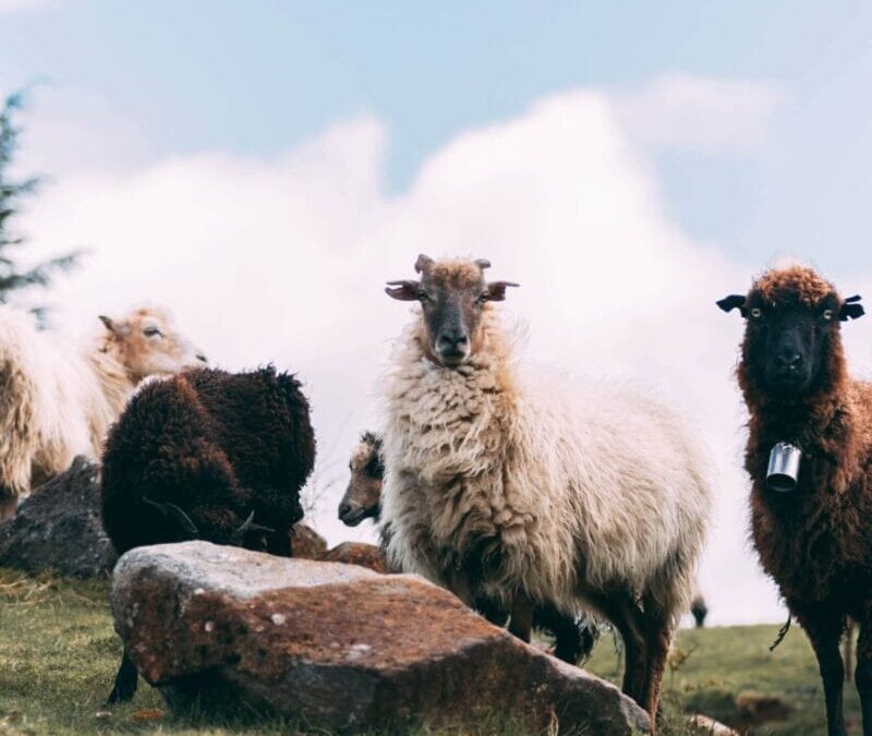 Bijzondere schapen spotten in Europa