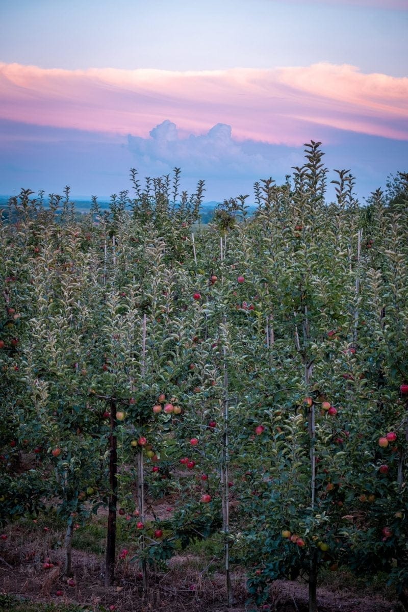 De lanen op, de velden in bij Haspengouw