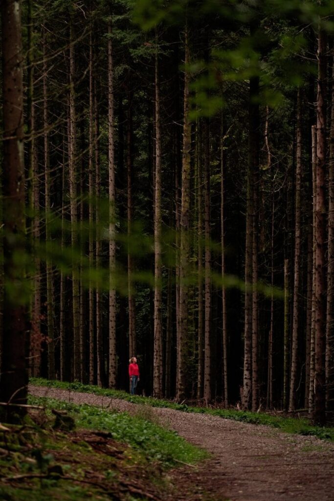 Wandelen in de bossen bij Nutchel Elzas