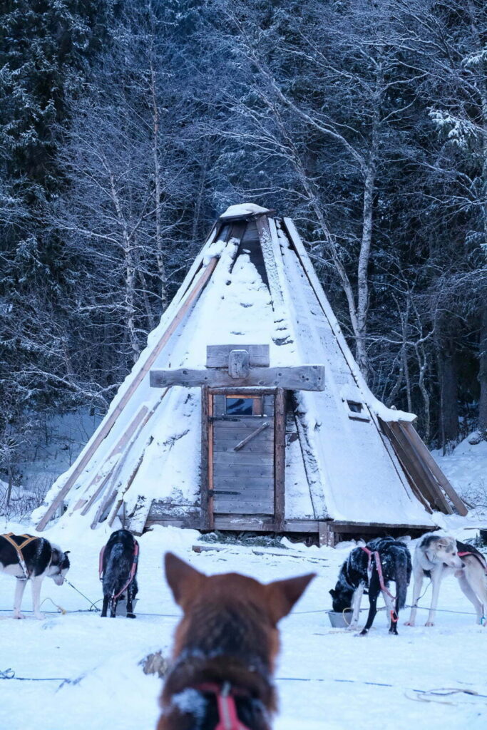 Husky sledehondentocht in Åre, Zweden”