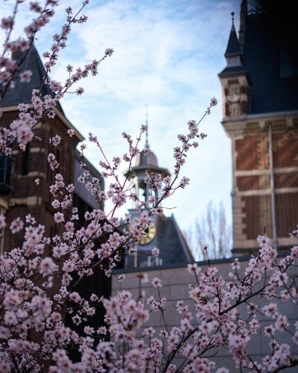 Bloesem bij het Rijksmuseum