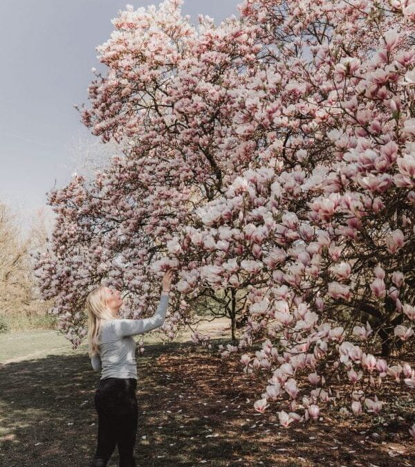 De mooiste bloesem plekken in Nederland en België (2026)