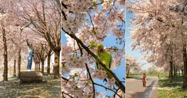 Bloesem in Westerpark