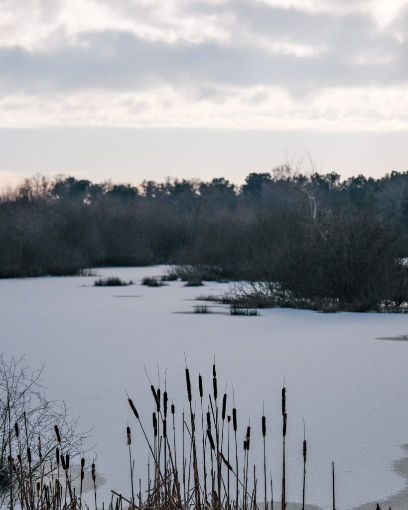 NP De Maasduinen Eendenmeer - Nationaal Park De Maasduinen