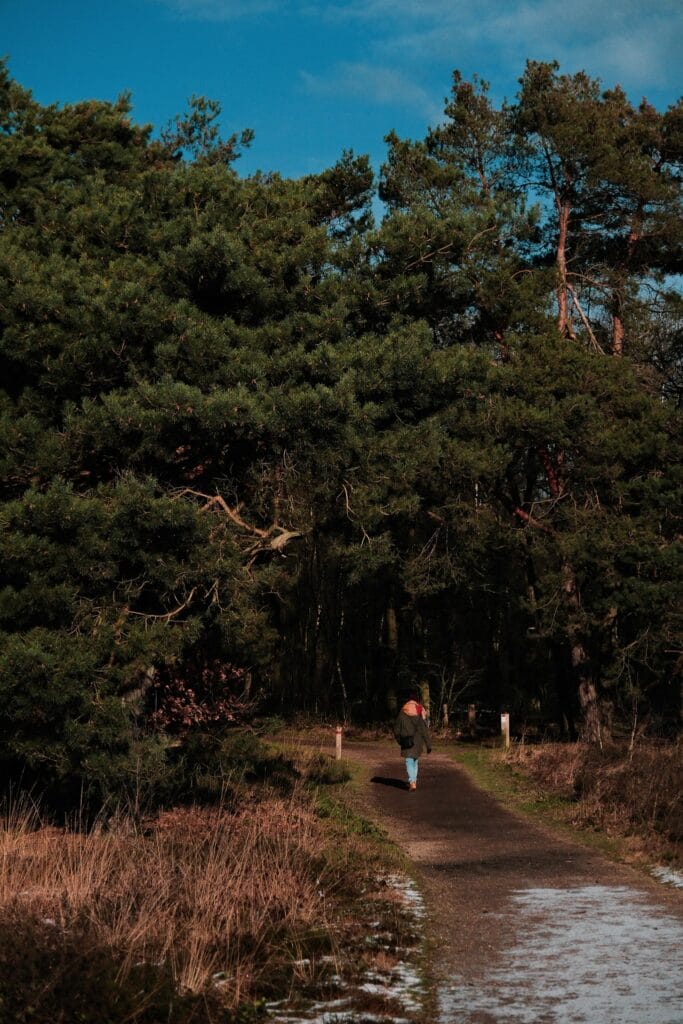 Wandelen in NP De Maasduinen
