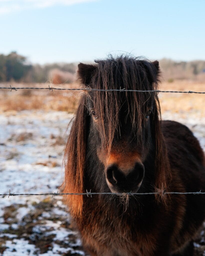 NP De Maasduinen Paard - Nationaal Park De Maasduinen