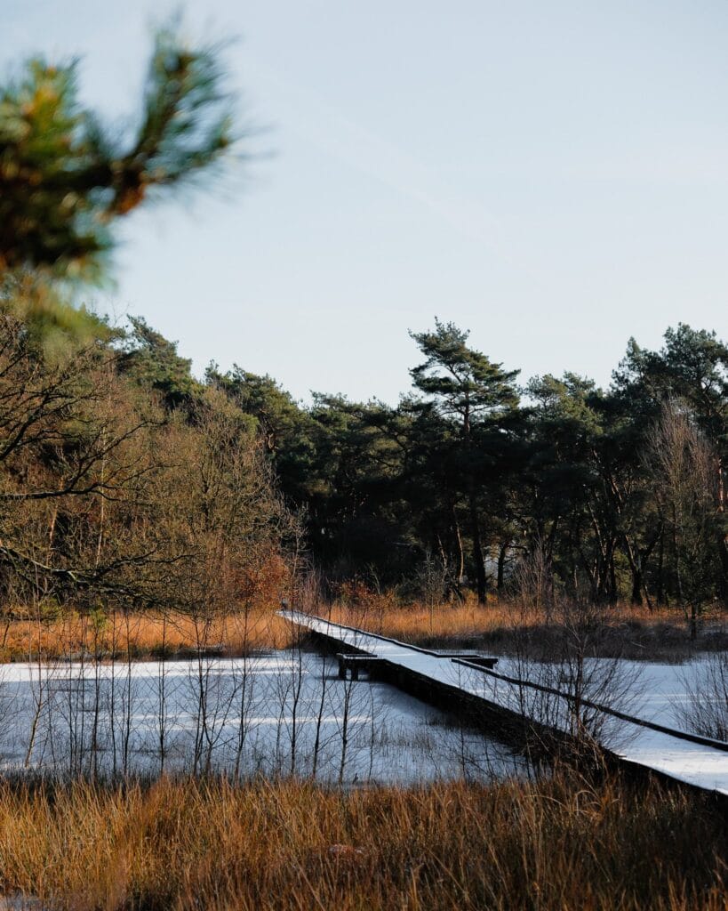 NP De Maasduinen Vlonderpad - Nationaal Park De Maasduinen