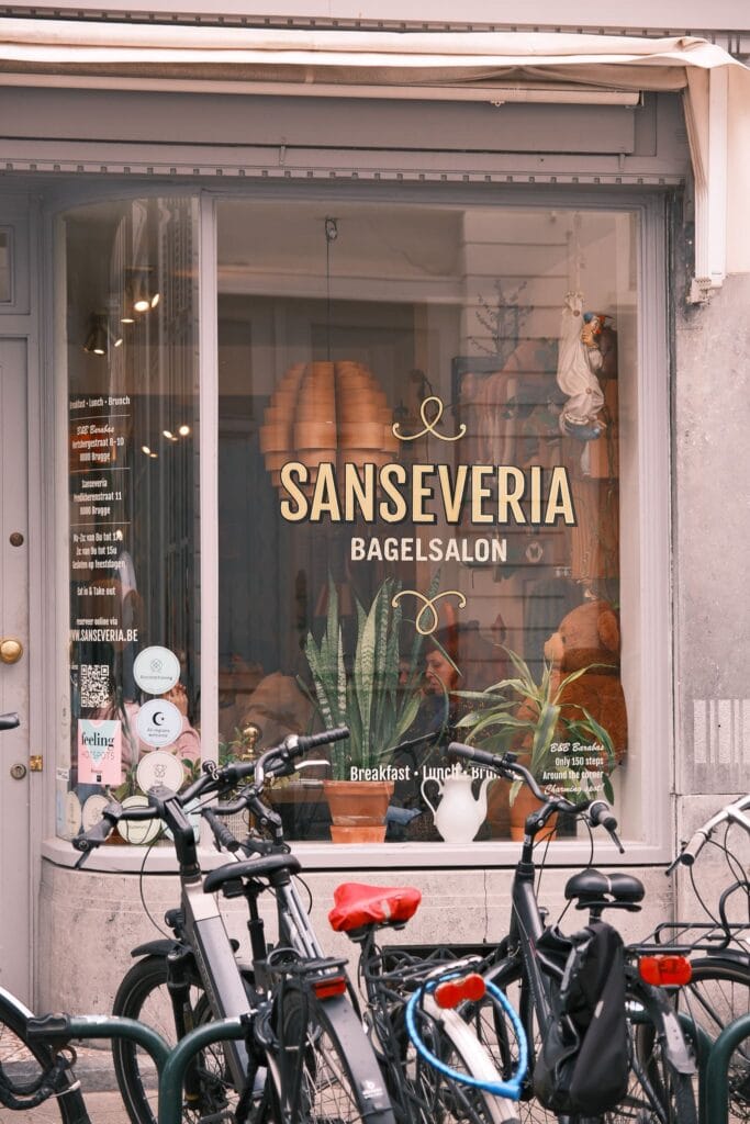 Time to Momo - Brugge - Sanseveria