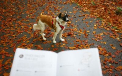 Review: Eropuit met je hond