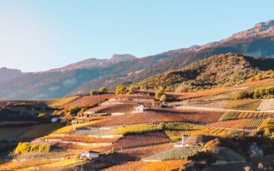 Een wijnreis door wijnregio Wallis, Zwitserland