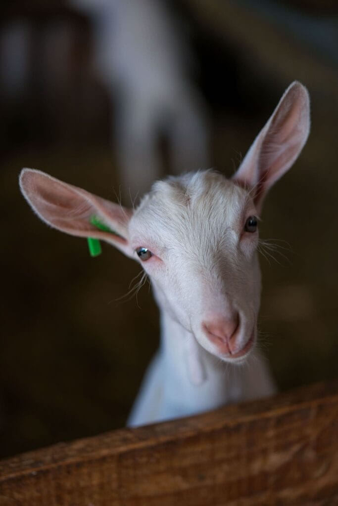 Geitenboerderij 't Eikenhof in Lokeren