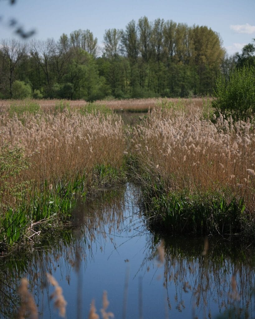Natuurreservaat Molsbroek