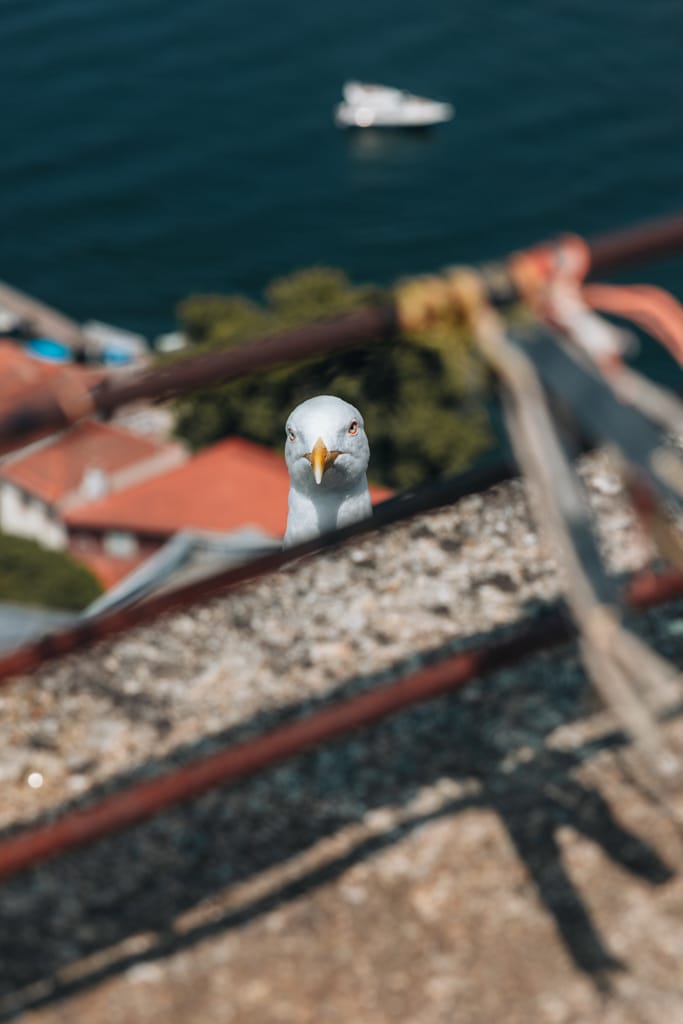 De mooiste uitzichtpunten van Porto