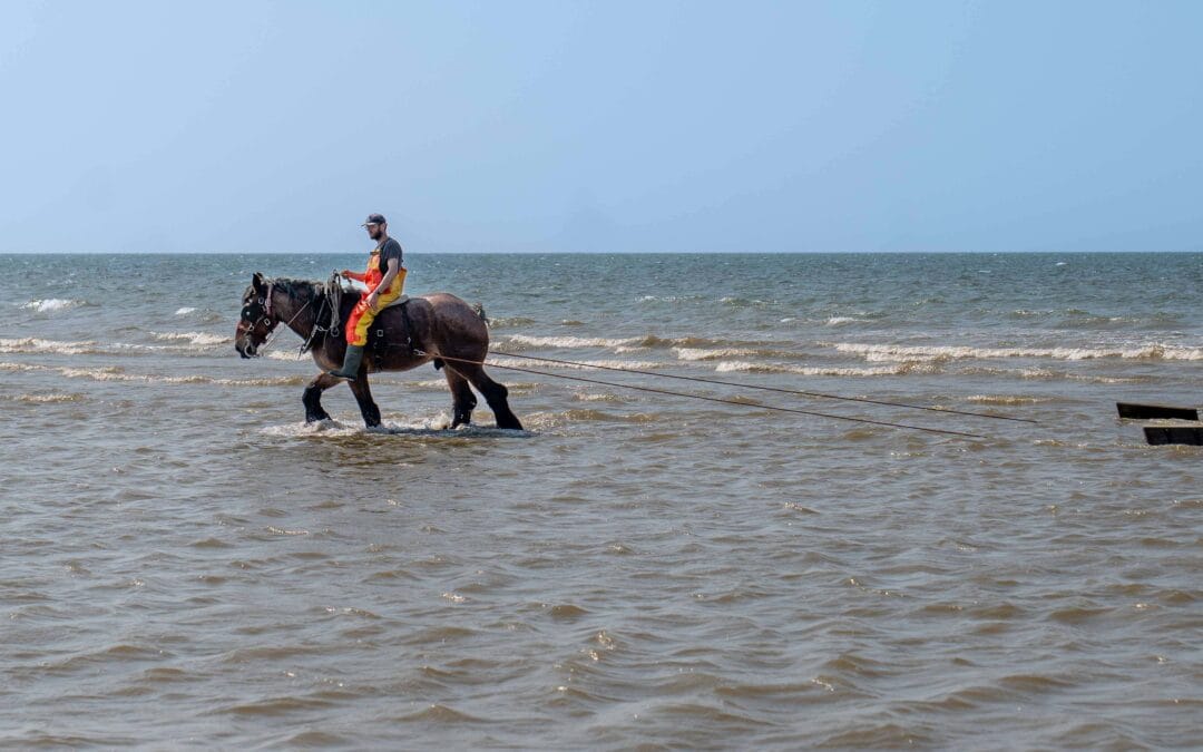 Vis in de hoofdrol - Oostende