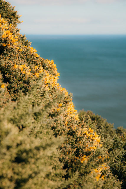 Cleveland Way kustwandeling