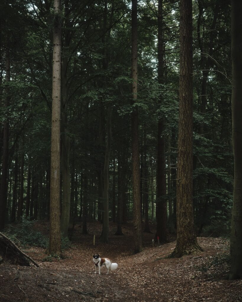 Honden welkom Bodhine - Bodhine, meer dan een weekendje weg in Drenthe