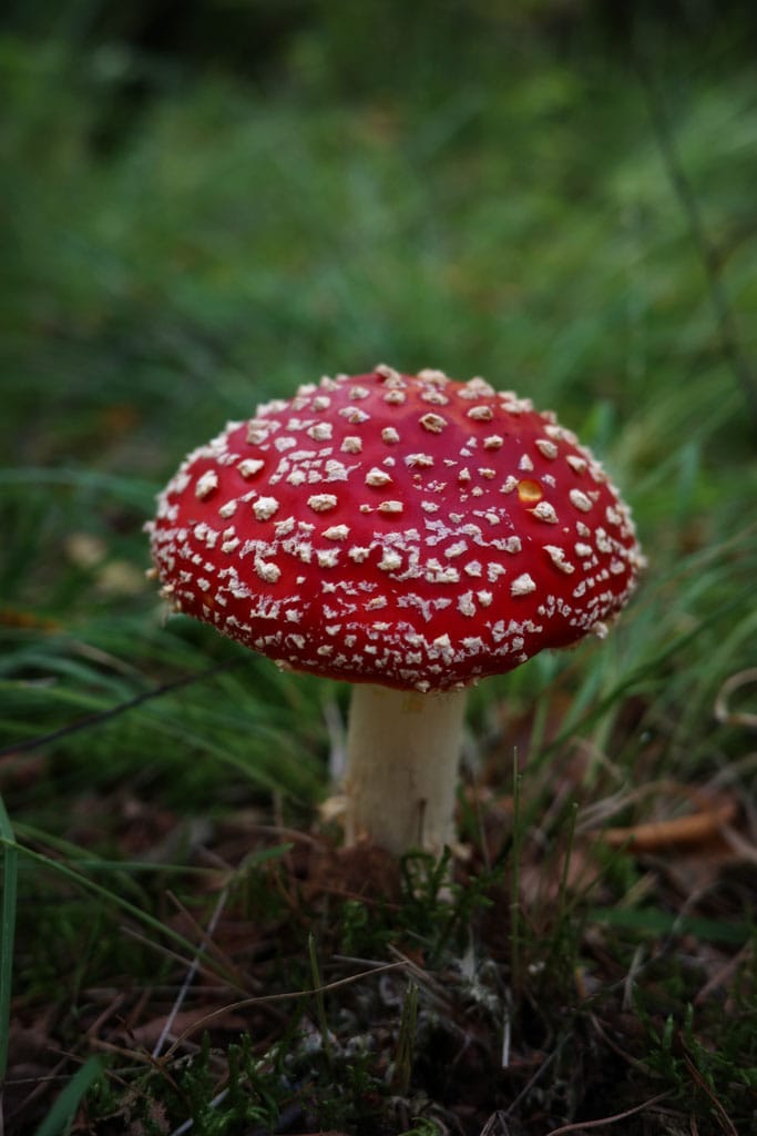 Herfst