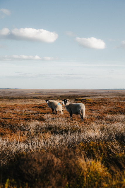 Schapen langs de route door North Yorkshire