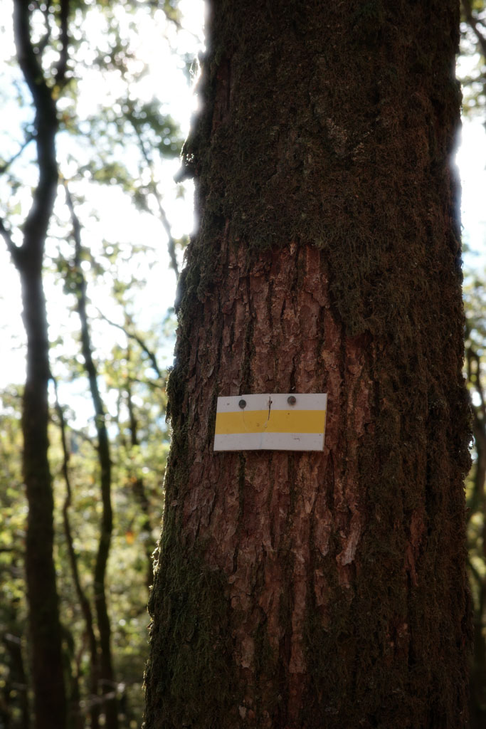 Wandelen in Foret communale hargnies - Roadtrip Franse Ardennen: 4 dagen route + tips