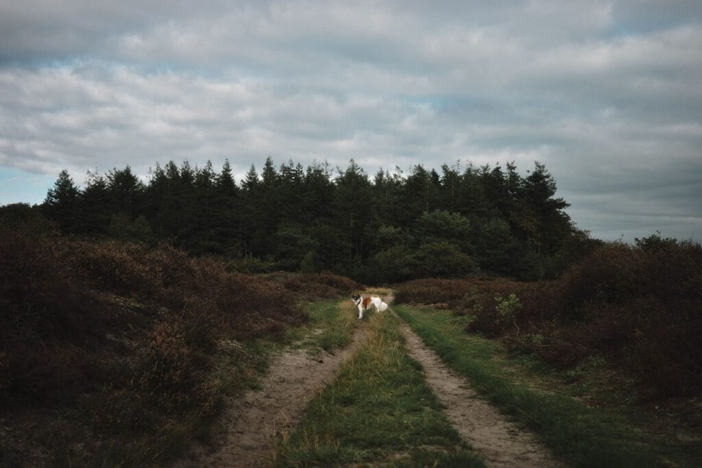 Wetserbork Heide - Bodhine, meer dan een weekendje weg in Drenthe